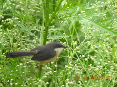 Prinia socialis