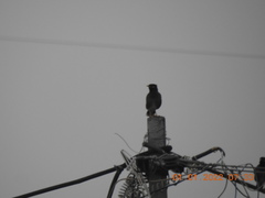 Acridotheres tristis