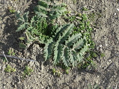 Cynara tournefortii