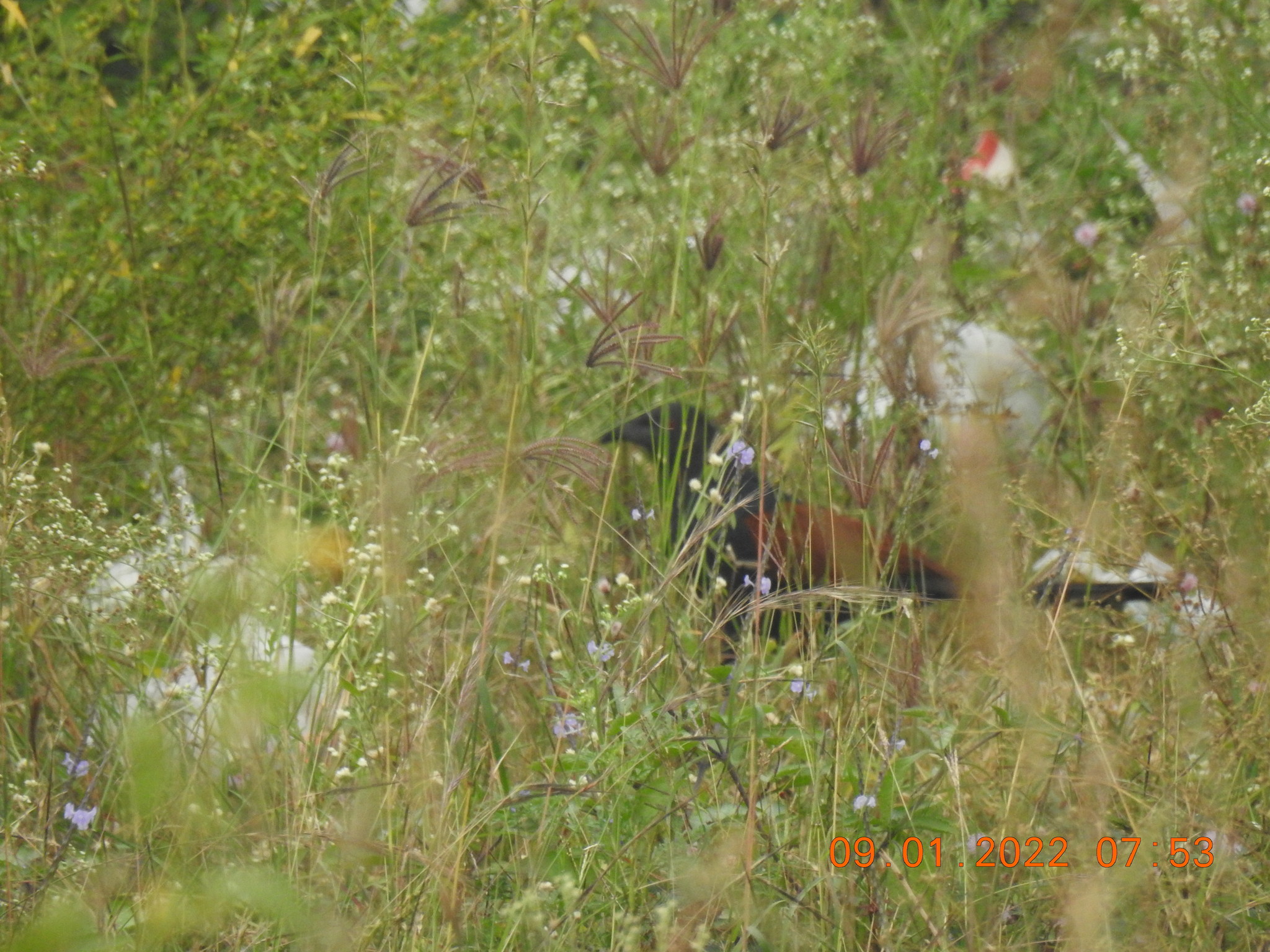 Greater Coucal