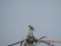 Streptopelia senegalensis