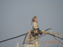 Streptopelia chinensis