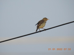 Dicaeum erythrorhynchos