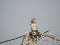 Streptopelia chinensis