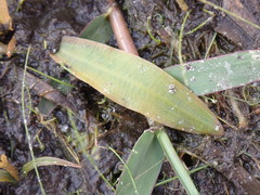 Potamogeton illinoensis
