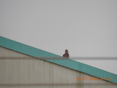 Streptopelia senegalensis