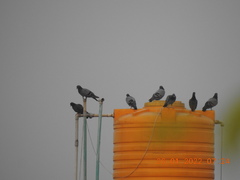 Columba livia domestica