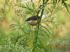 Prinia socialis