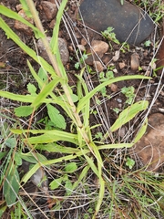 Nidorella auriculata