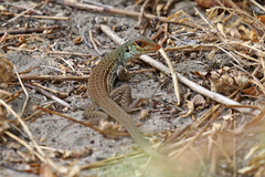 Ameiva bifrontata divisa
