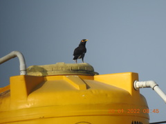 Acridotheres tristis