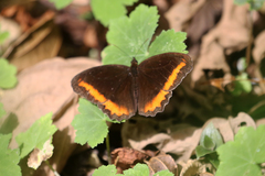 Pedaliodes symmachus