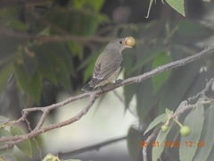 Dicaeum erythrorhynchos