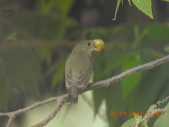 Dicaeum erythrorhynchos