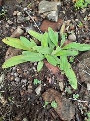 Nidorella auriculata