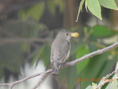 Dicaeum erythrorhynchos