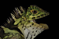 Gonocephalus liogaster