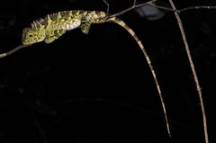 Gonocephalus liogaster