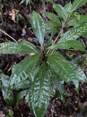 Parathesis crenulata