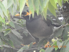 Acridotheres tristis