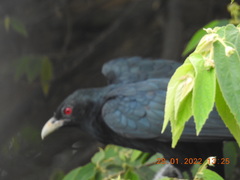 Eudynamys scolopaceus