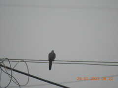 Streptopelia chinensis