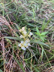 Asclepias nivea