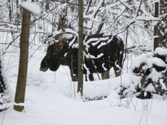 Alces alces