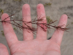Najas guadalupensis