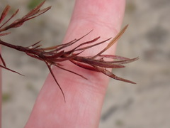 Najas guadalupensis