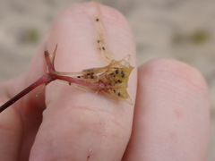Najas guadalupensis