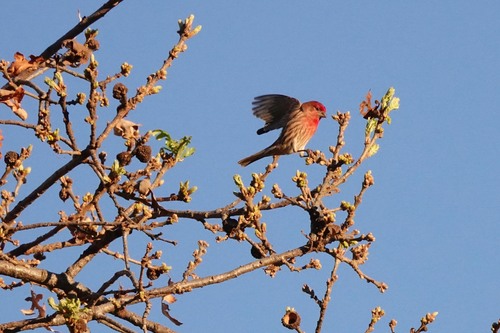 iNaturalist observation photo of House Finch