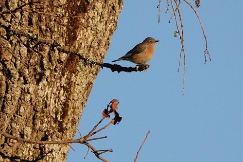 iNaturalist observation photo of Western Bluebird