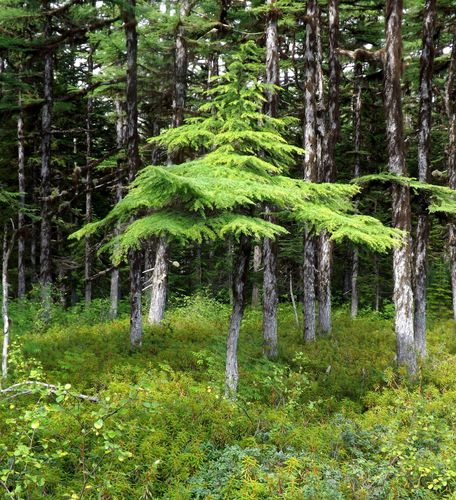 Larix gmelinii iNat (3)