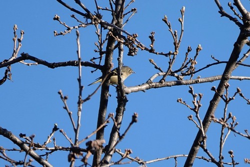 iNaturalist observation photo of Ruby-crowned Kinglet