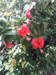 Hibiscus × archeri