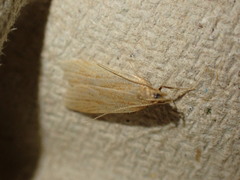 Helcystogramma rufescens