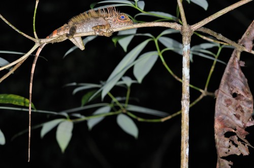 Blue-eyed Anglehead Lizard, Gonocephalus liogaster