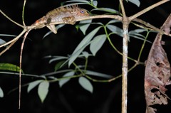 Gonocephalus liogaster