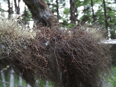 Bryocaulon pseudosatoanum