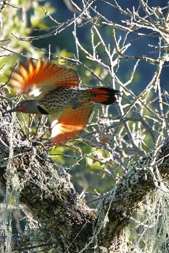 iNaturalist observation photo of Northern Flicker