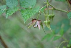 Rubus stimulans
