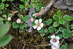 Cotoneaster microphyllus