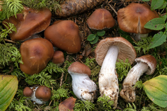 Cortinarius armeniacus