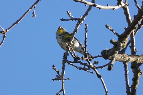 iNaturalist observation photo of Yellow-rumped Warbler