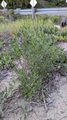 Baccharis sarothroides × pilularis