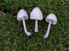 Mycena niveipes