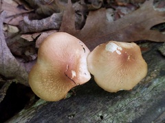 Marasmius cystidiosus