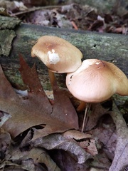 Marasmius cystidiosus
