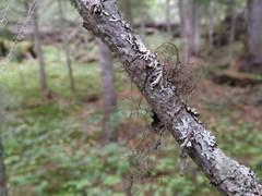 Bryocaulon pseudosatoanum